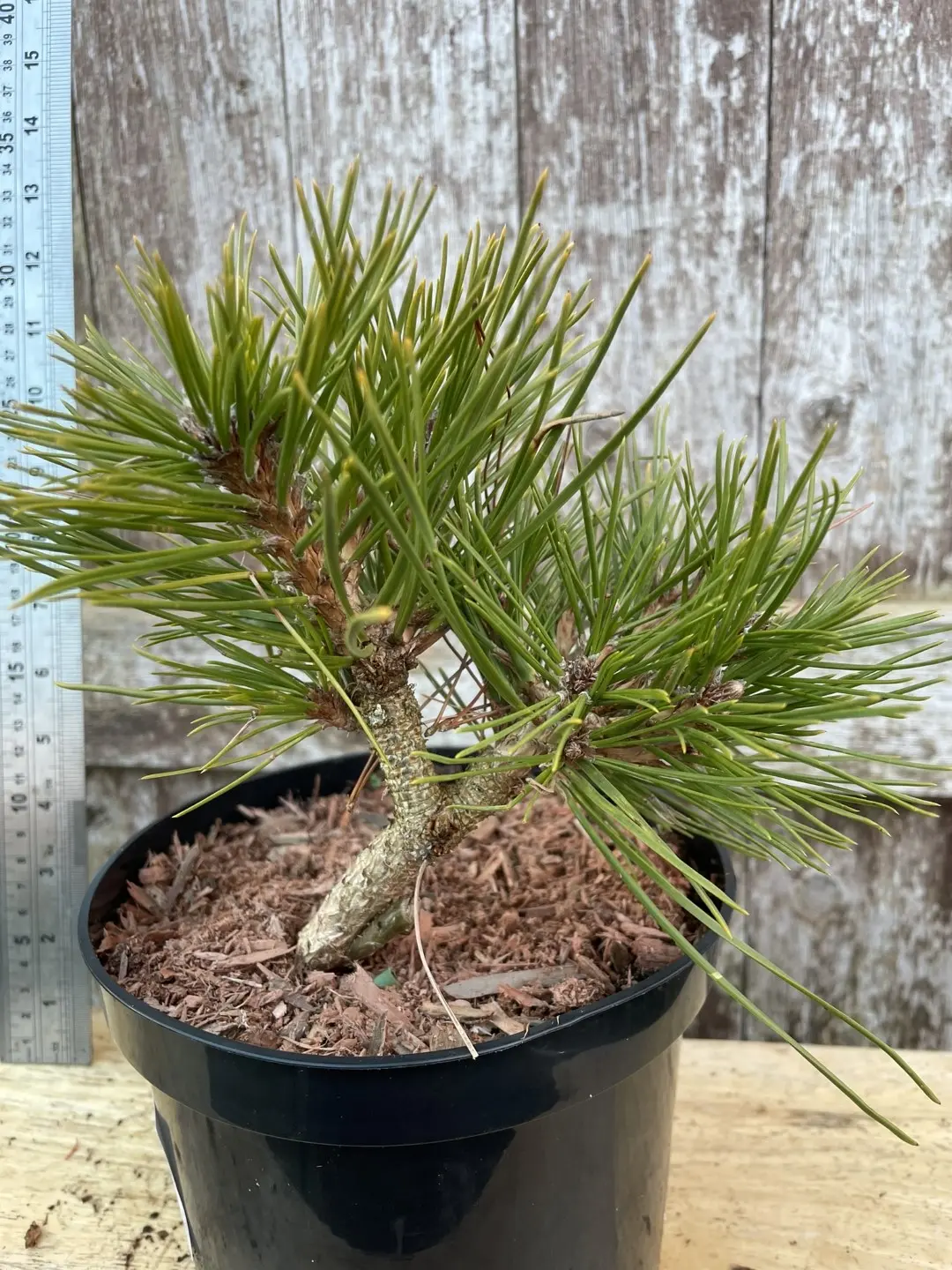 Japanese Red Pine 'Jane Kluis' 20/40cm (2L)