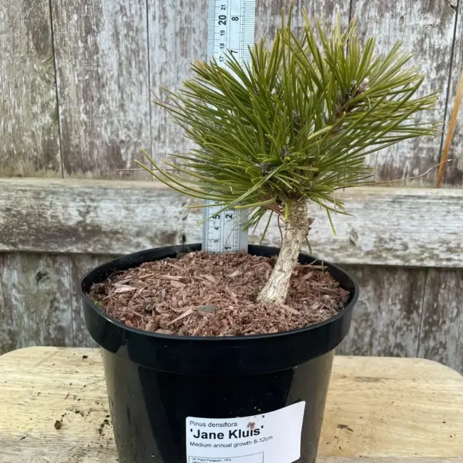Japanese Red Pine 'Jane Kluis' (2L) - Image 2