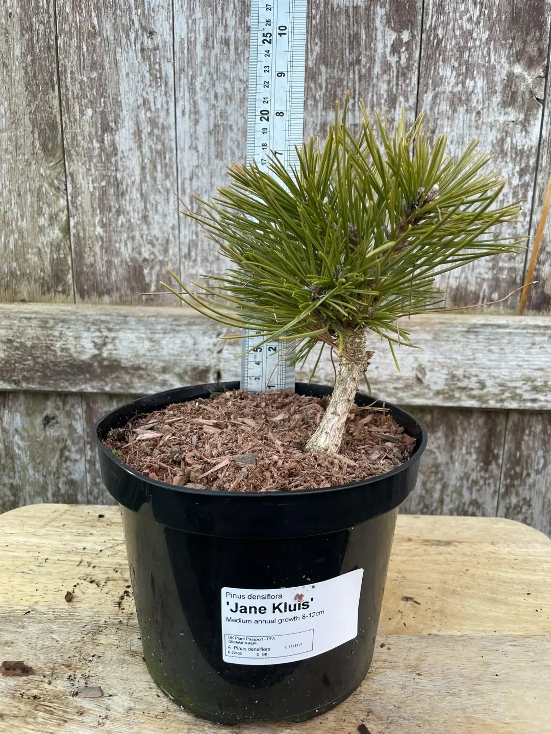 Japanese Red Pine 'Jane Kluis' 20/40cm (2L) - Image 2
