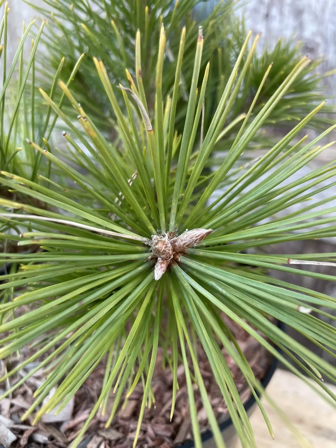 Japanese red pine 'Low Glow' 20/40cm (5L) - Image 3