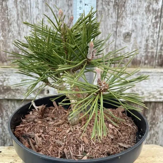 Dwarf Mountain Pine 'Benjamin' (2L) - Image 2