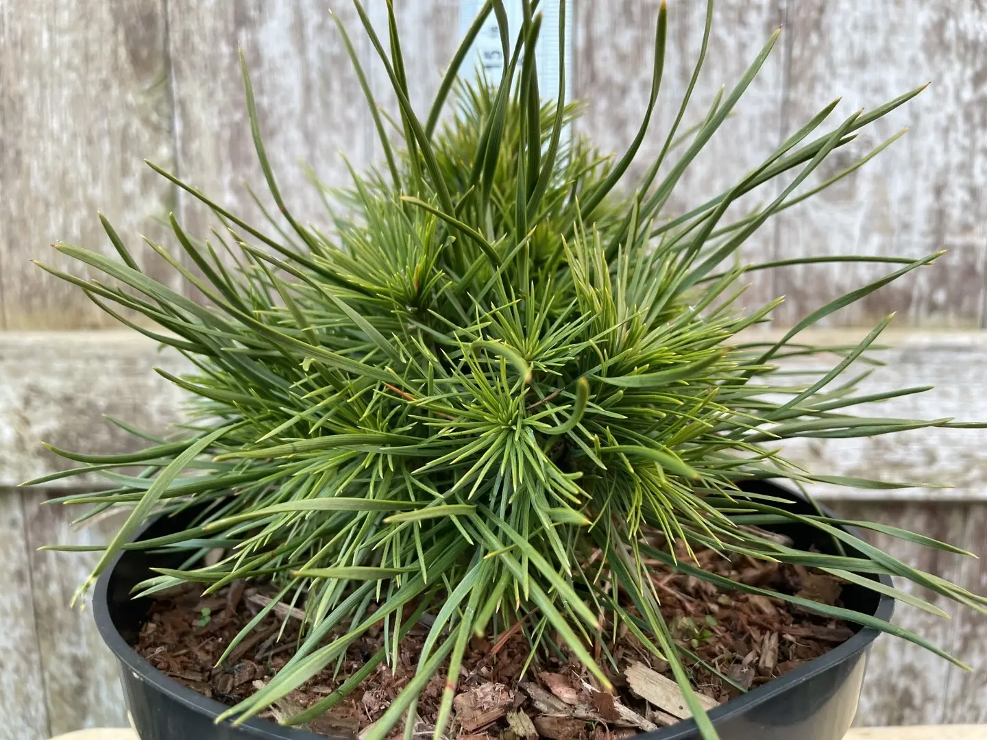 Dwarf Mountain Pine 'Green Penguin' (2L) - Image 3