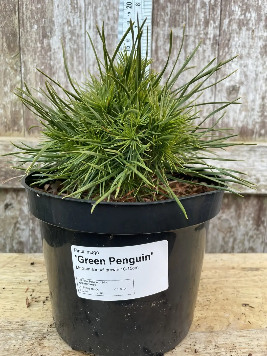 Dwarf Mountain Pine 'Green Penguin' (2L) - Image 10
