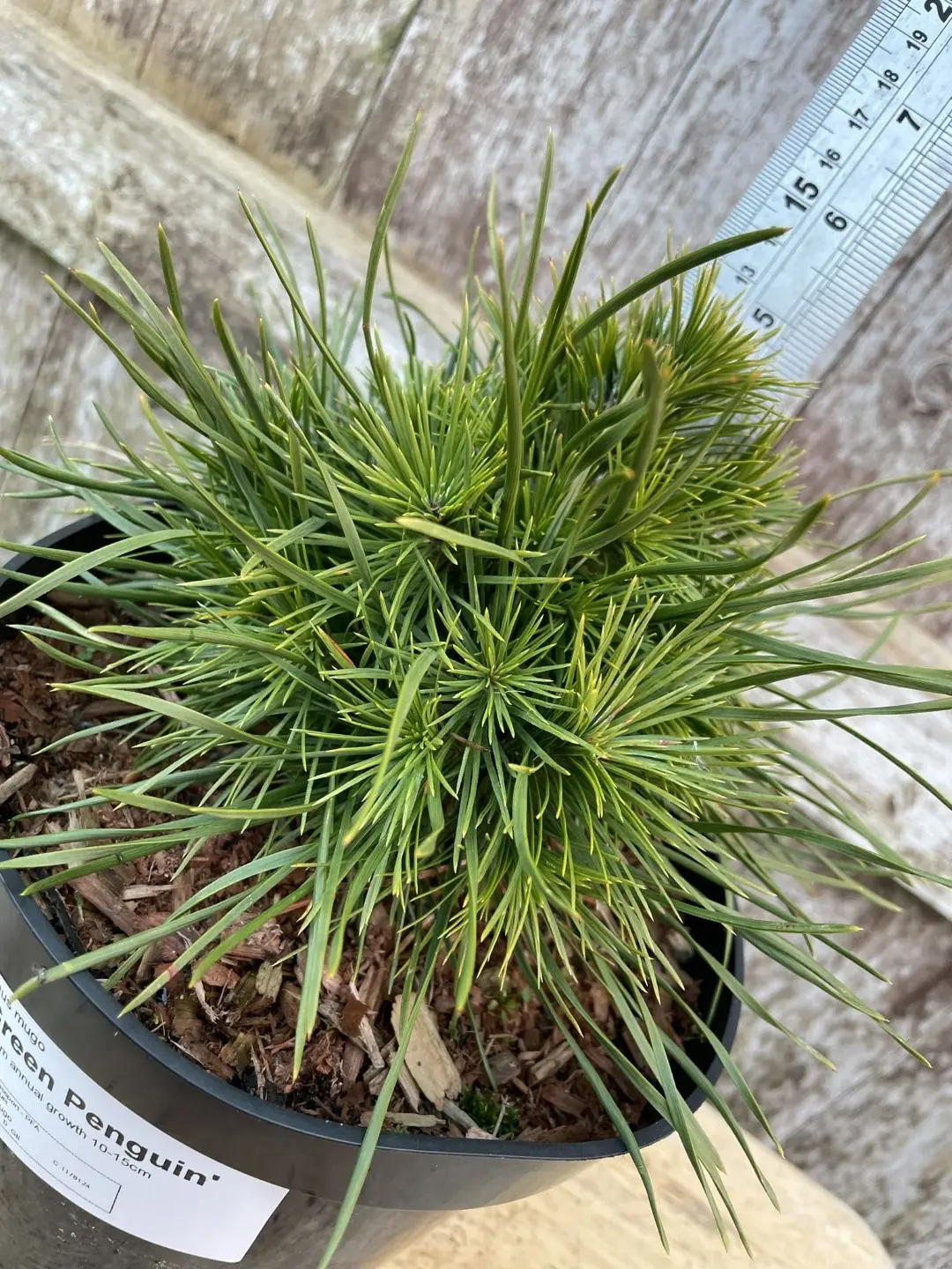 Dwarf Mountain Pine 'Green Penguin' (2L) - Image 4