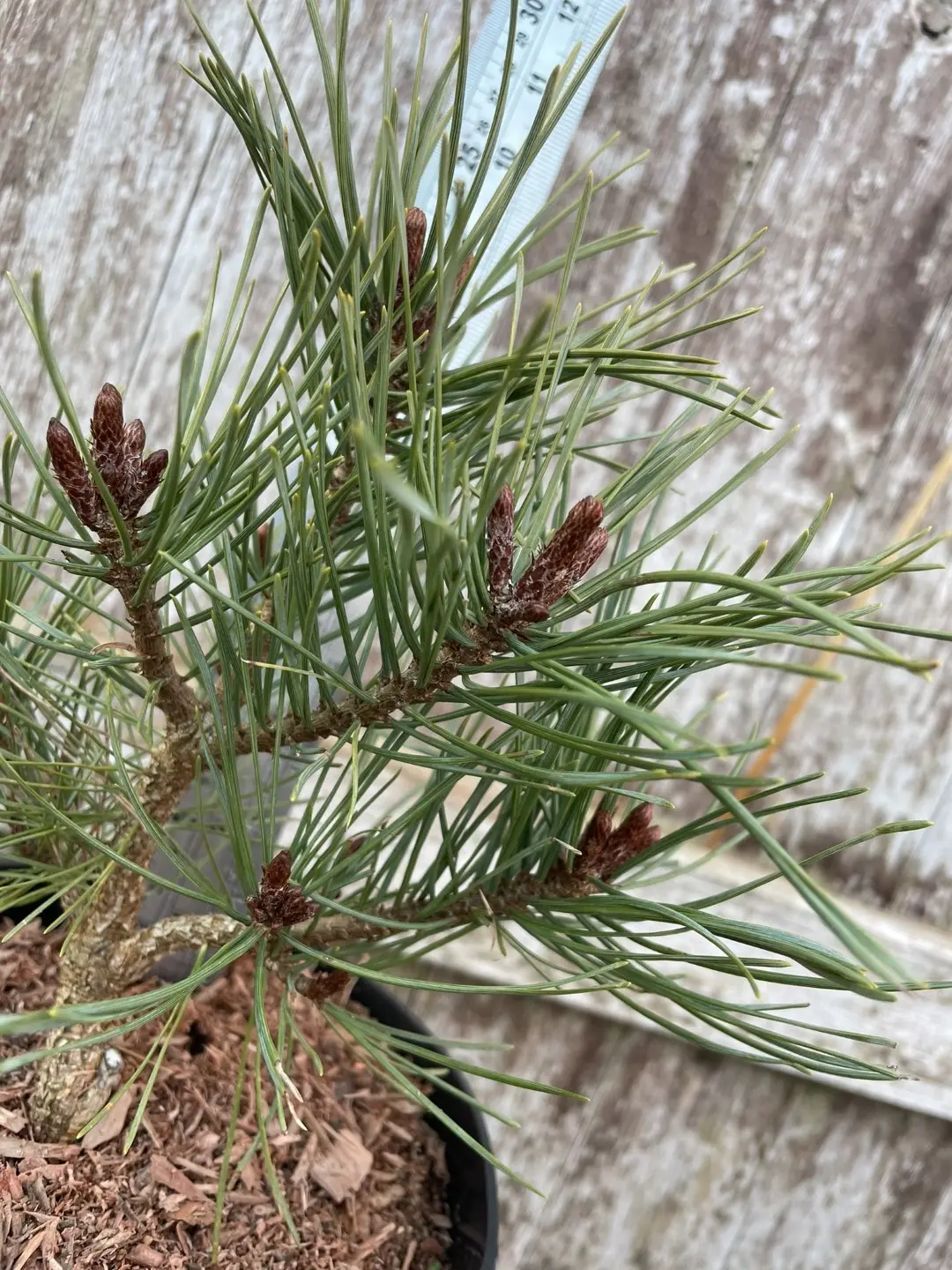 Scots pine 'Louisiana Lake' 20/40cm (2L) - Image 10