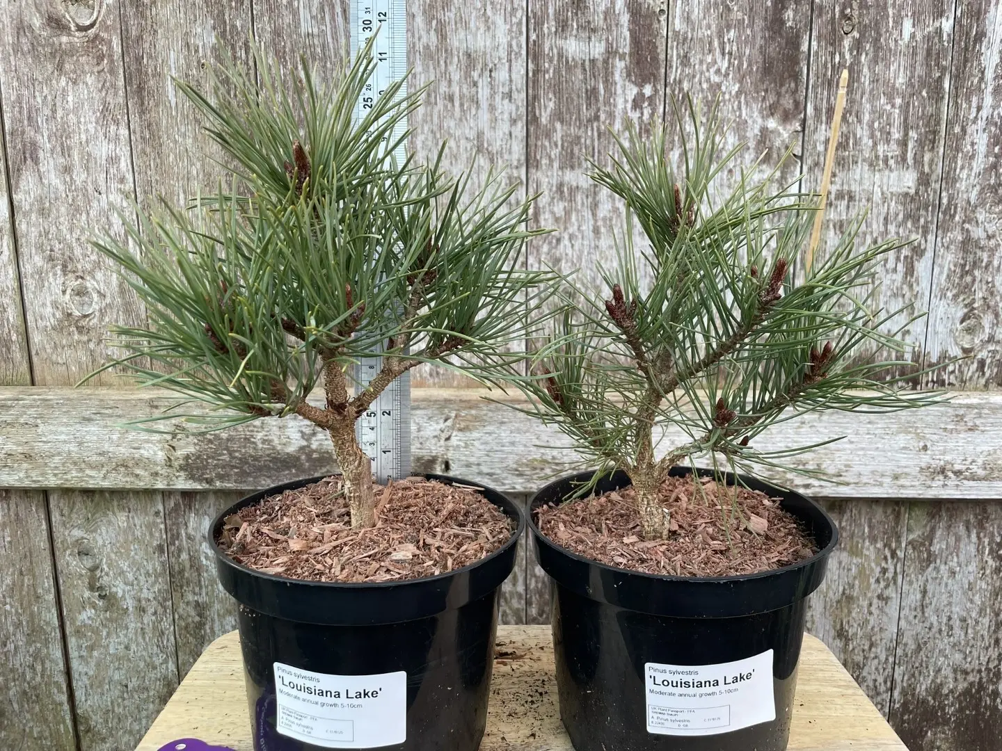 Scots pine 'Louisiana Lake' 20/40cm (2L) - Image 13