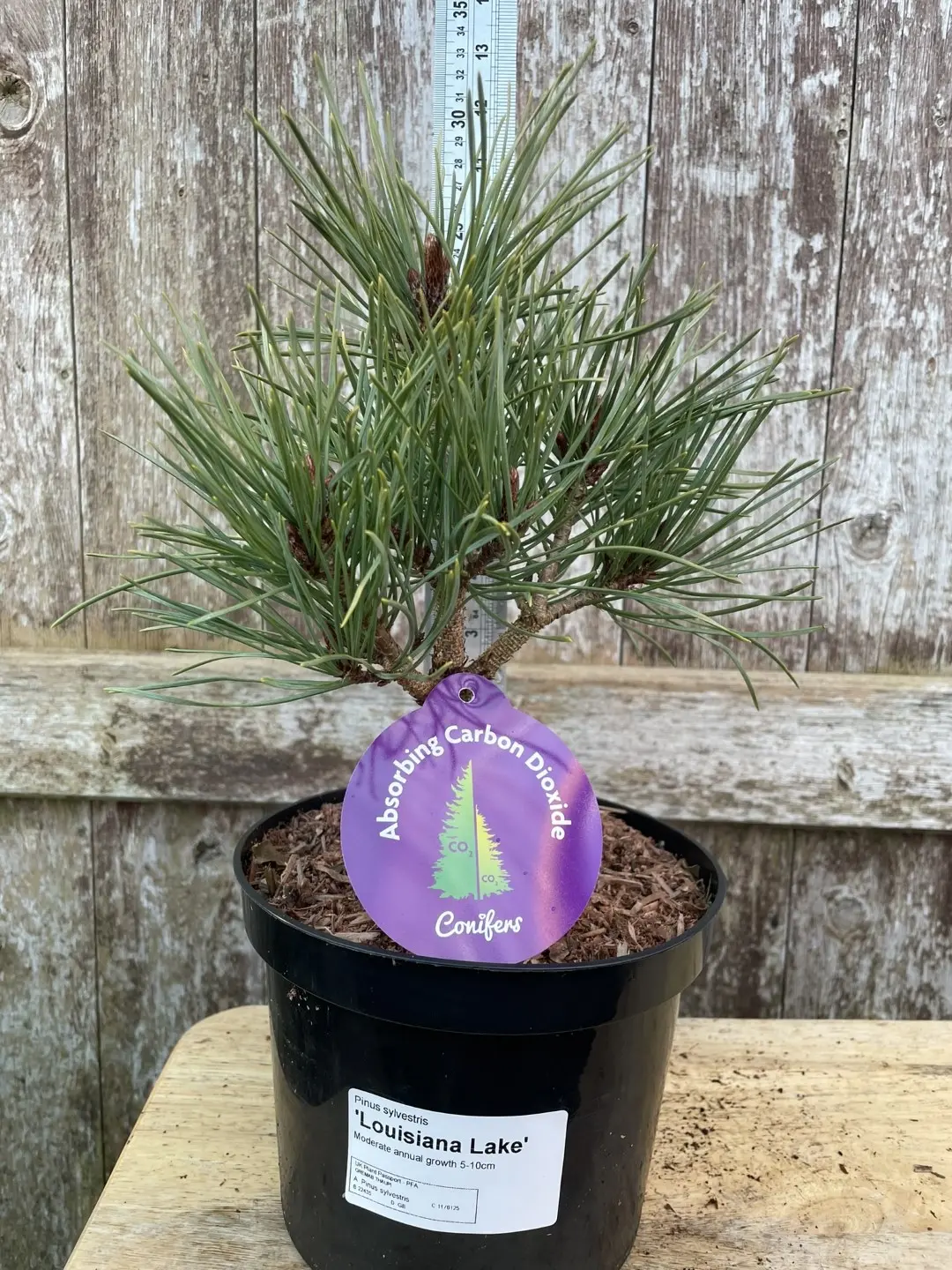 Scots pine 'Louisiana Lake' 20/40cm (2L) - Image 12