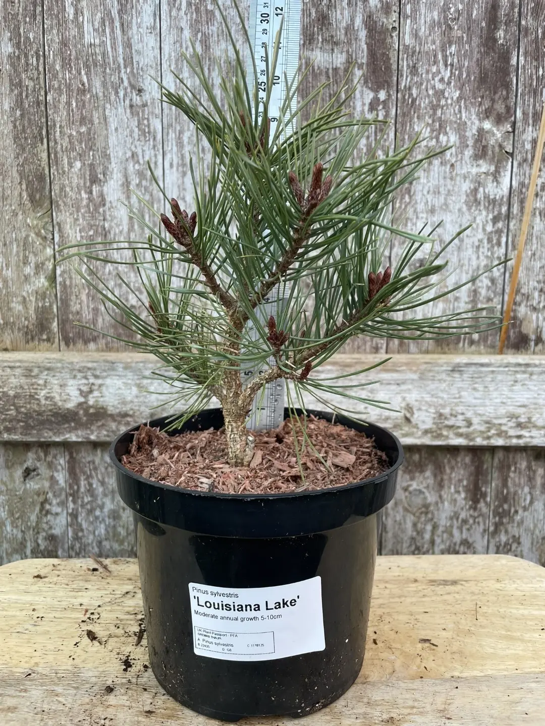 Scots pine 'Louisiana Lake' 20/40cm (2L) - Image 11