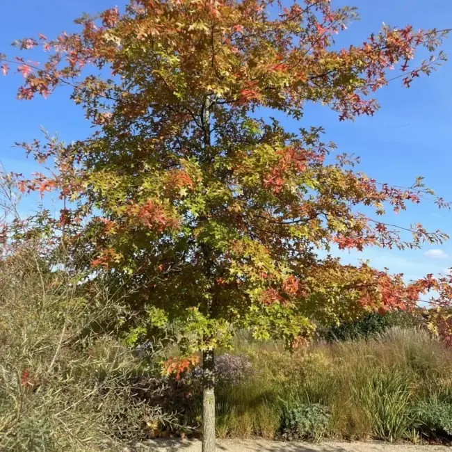Pin Oak Seeds / Acorns - Image 8