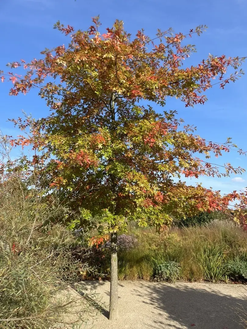 Pin Oak - Quercus palustris