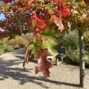 Quercus palustris - Pin Oak (2)
