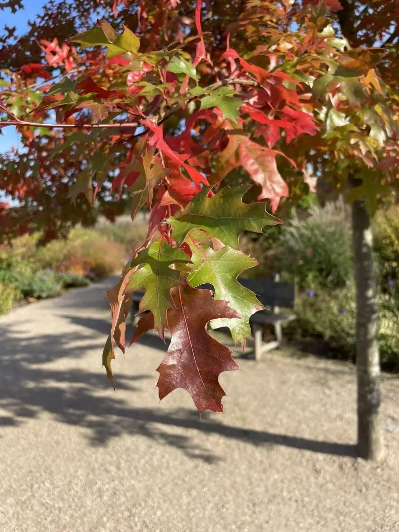 Pin Oak - Quercus palustris