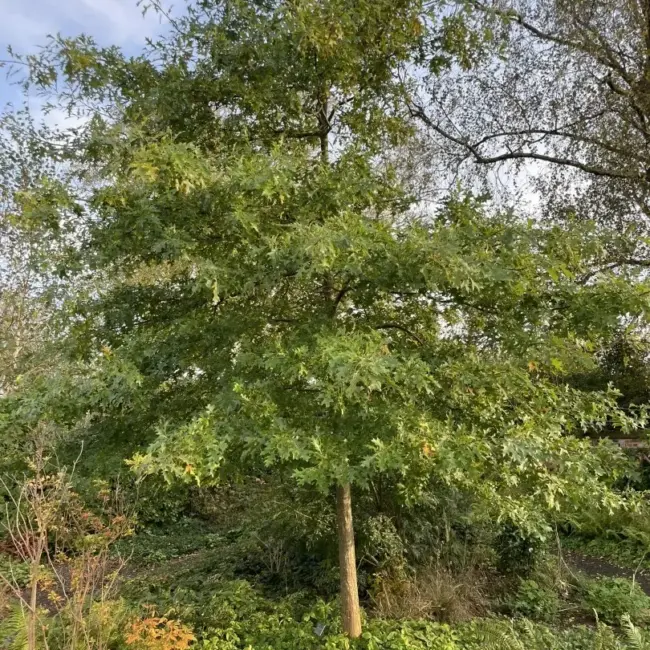 Pin Oak Seeds / Acorns - Image 10