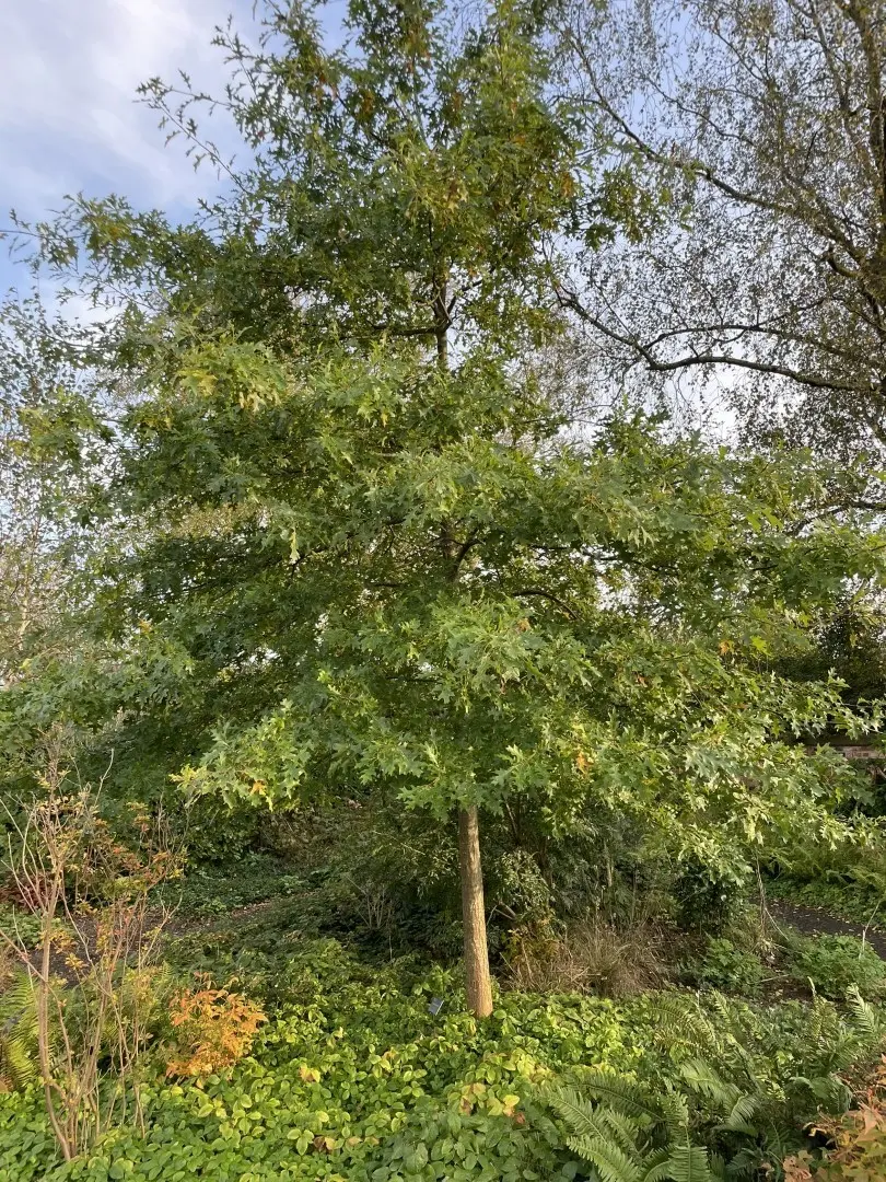 Pin Oak - Quercus palustris