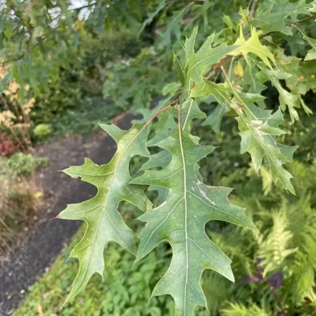 Pin Oak Seeds / Acorns - Image 9