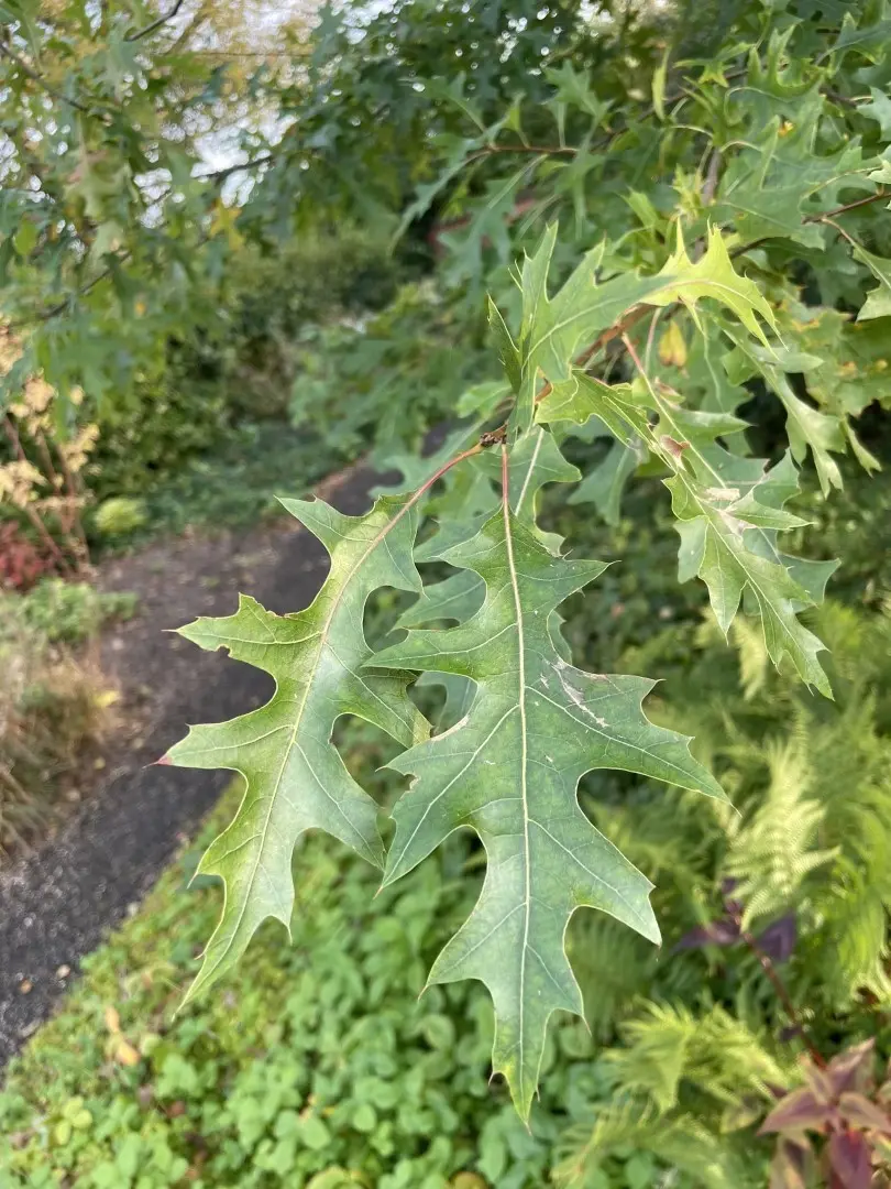 Pin Oak - Quercus palustris