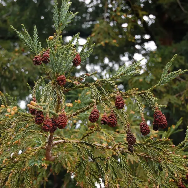 Sequoia sempervirens seeds