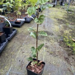 Wild Service Tree 40/60cm (P9T)