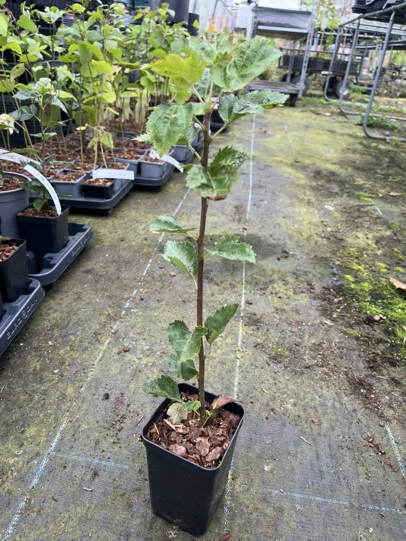 Wild Service Tree 40/60cm (P9T)