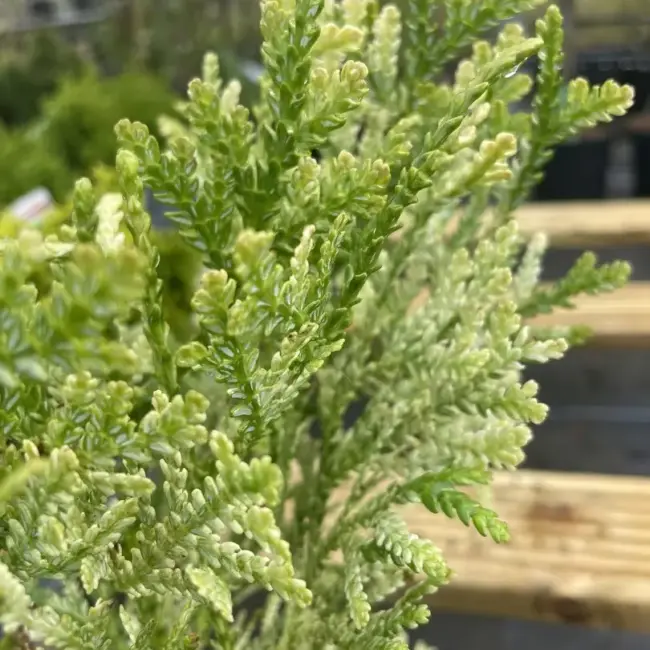 Hibi Arborvitae 'Variegata' 20/40cm (1L) - Image 7