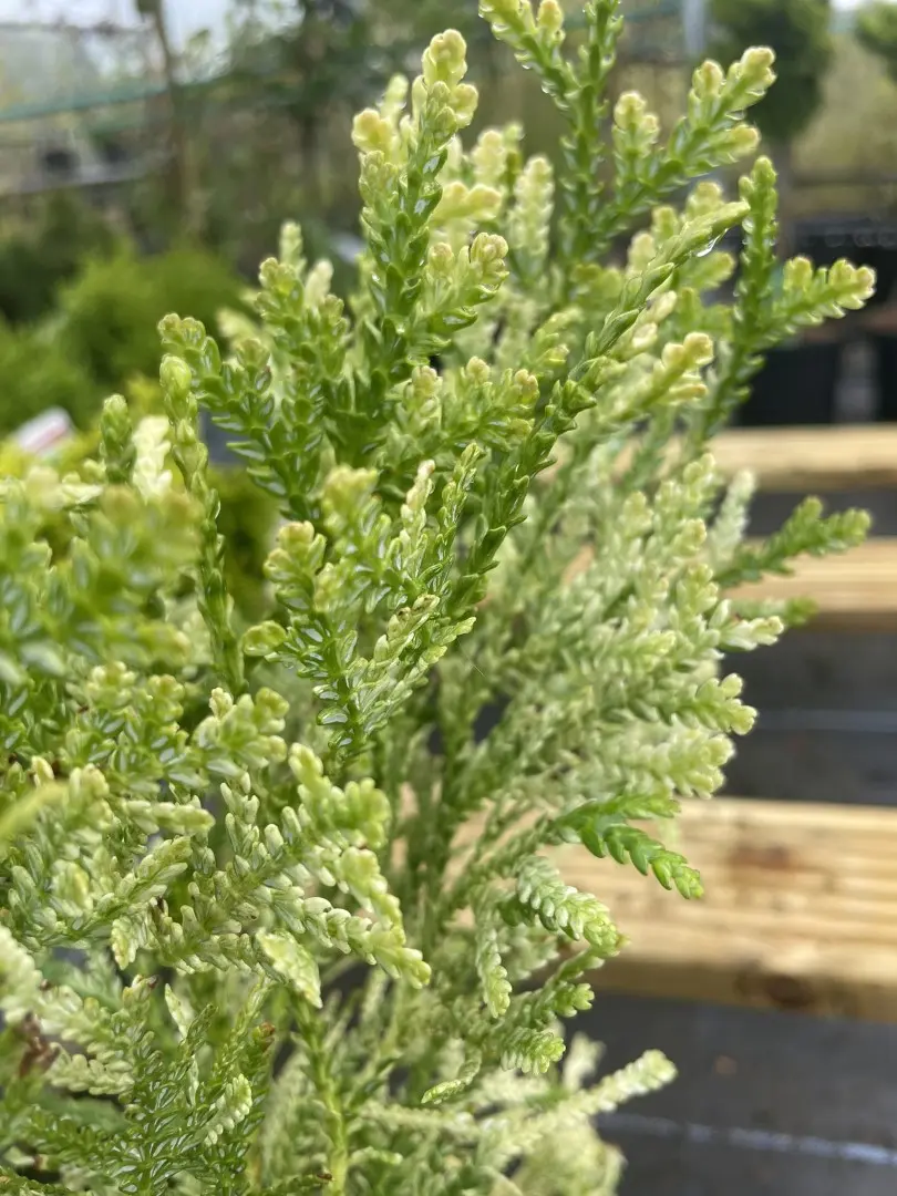 Hibi Arborvitae 'Variegata' 20/40cm (2L) - Image 7
