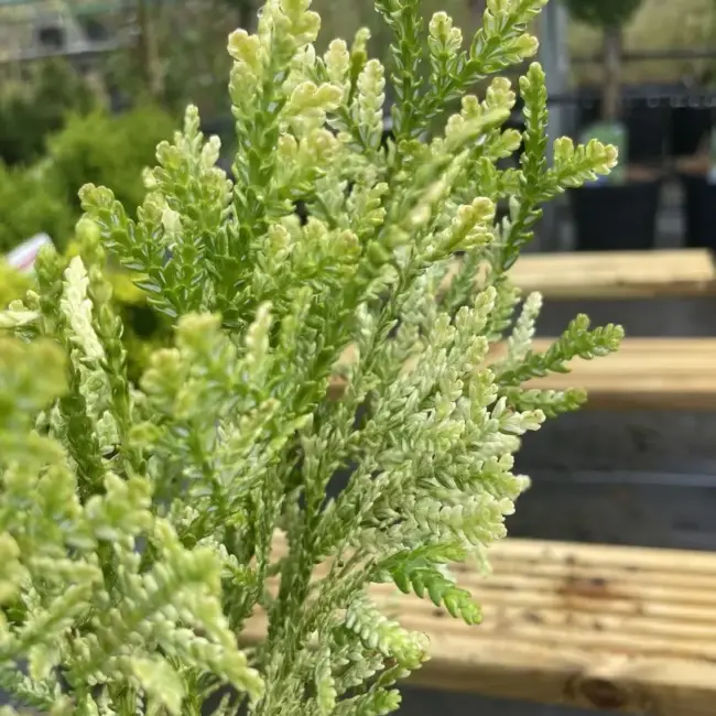 Hibi Arborvitae 'Variegata' 20/40cm (1L) - Image 6