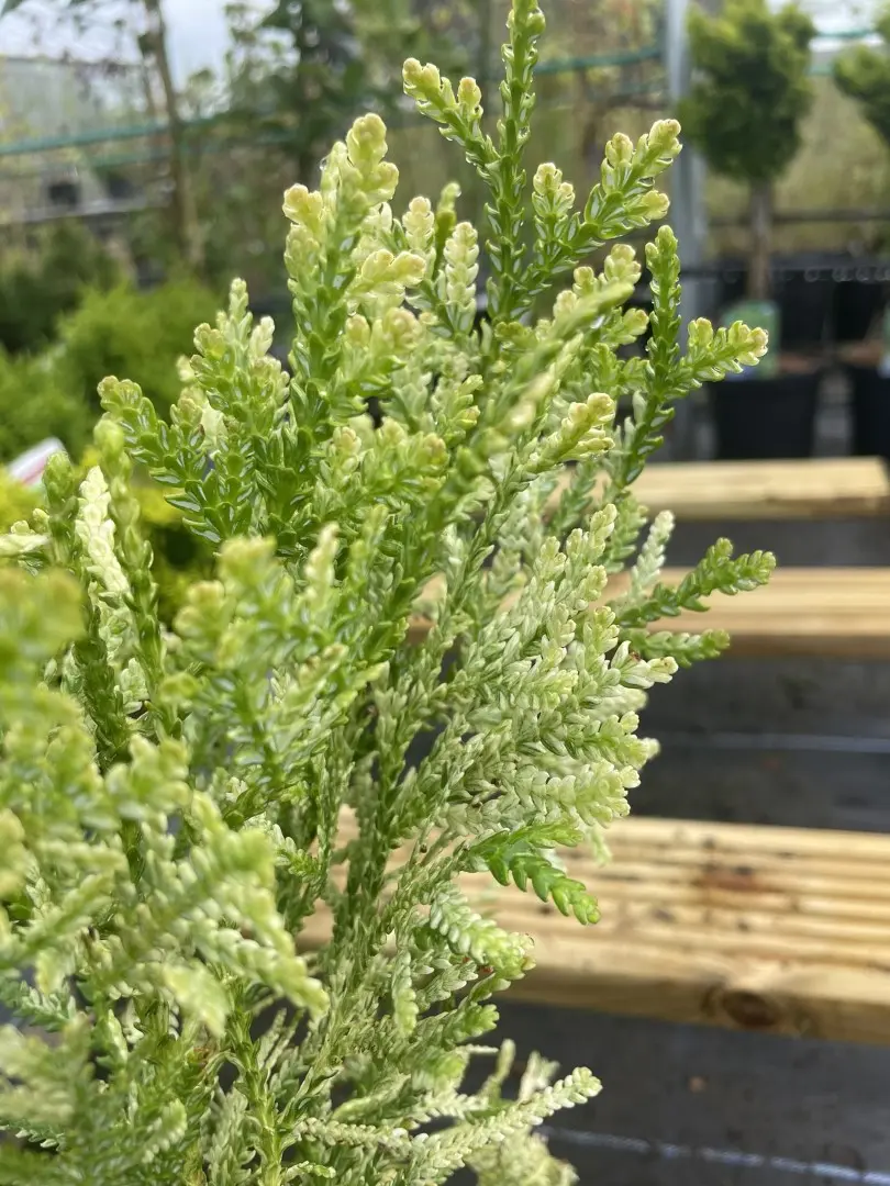 Hibi Arborvitae 'Variegata' 20/40cm (2L) - Image 6