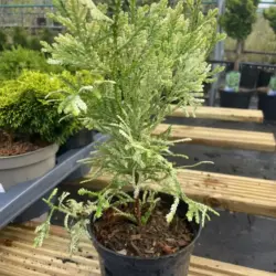 Thujopsis dolbrata - Hibi Arborvitae 'Variegata' 10/20cm