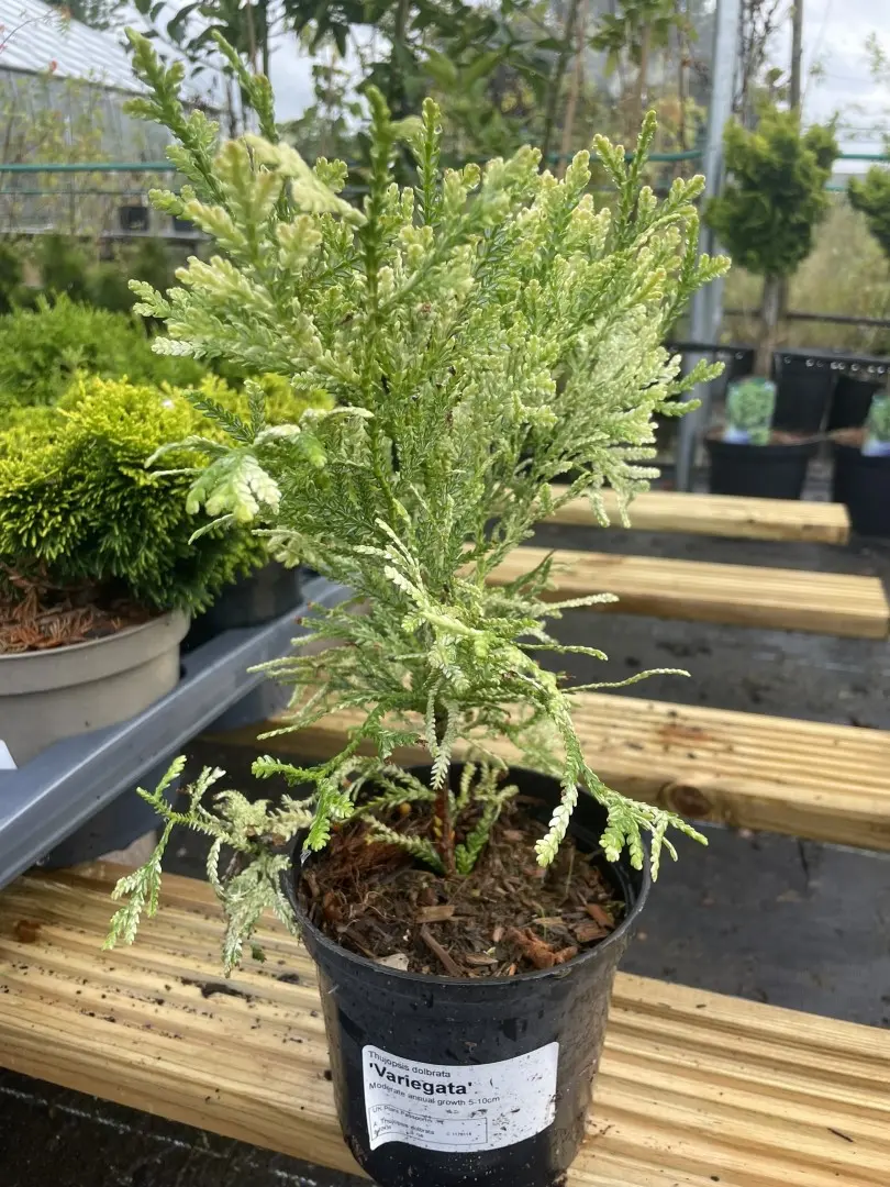 Thujopsis dolbrata - Hibi Arborvitae 'Variegata' 10/20cm