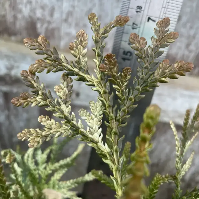 Hibi Arborvitae 'Variegata' 20/40cm (1L) - Image 4