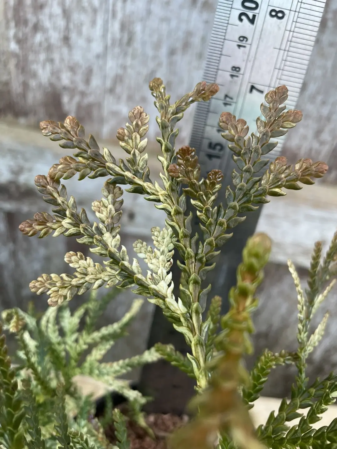 Hibi Arborvitae 'Variegata' 20/40cm (2L) - Image 4