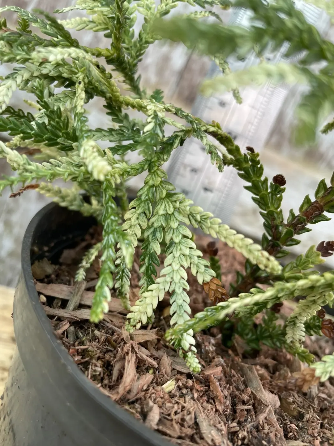 Hibi Arborvitae 'Variegata' 20/40cm (2L) - Image 3