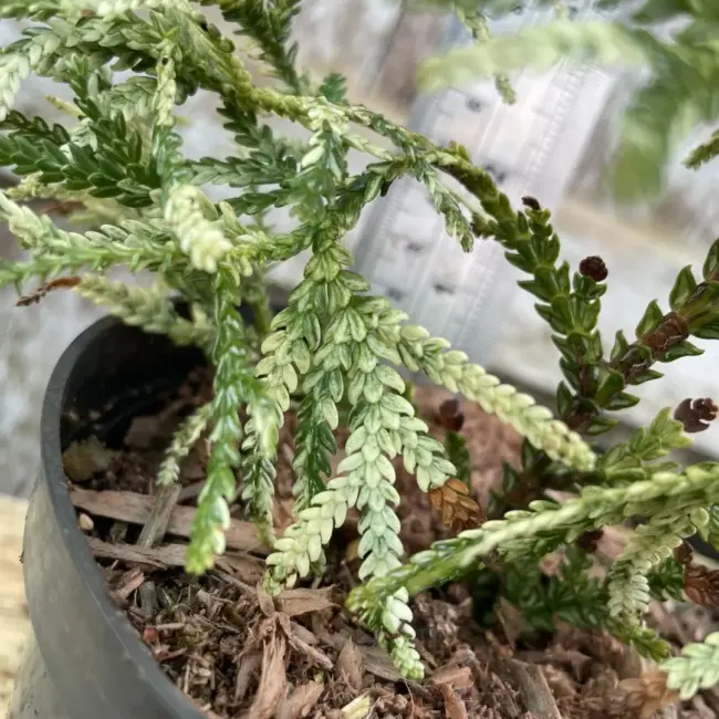 Hibi Arborvitae 'Variegata' 20/40cm (1L) - Image 5