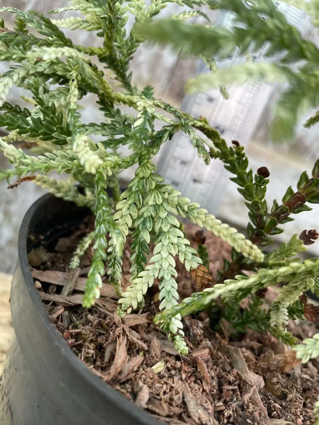 Hibi Arborvitae 'Variegata' 20/40cm (2L) - Image 5