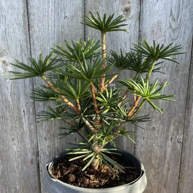 Umbrella Pine 'Green Diamond' 20/40cm (3L) - Image 2