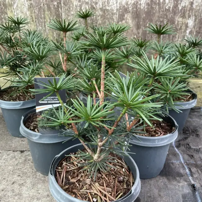 Umbrella Pine 'Green Diamond' 20/40cm (3L)