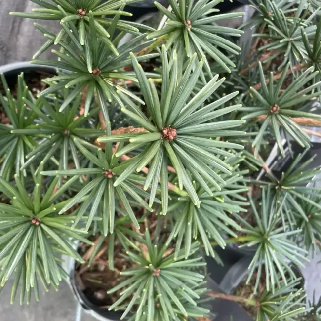 Umbrella Pine 'Green Diamond' 20/40cm (3L) - Image 3