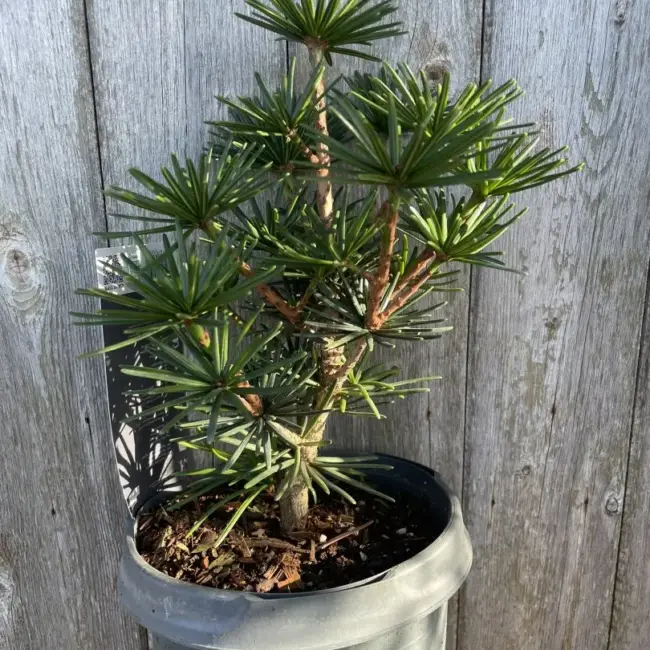 Umbrella Pine 'Green Diamond' 20/40cm (3L) - Image 4