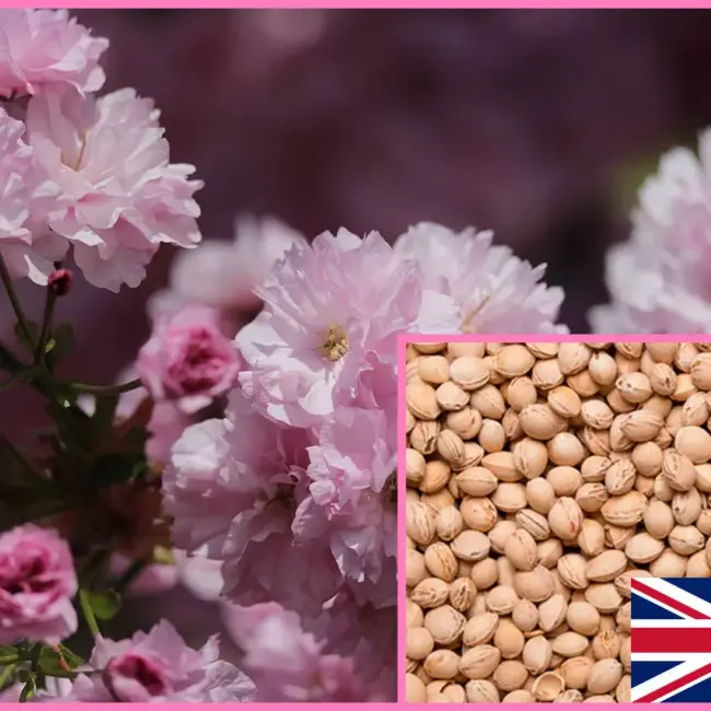 Japanese Cherry Blossom Tree Seeds