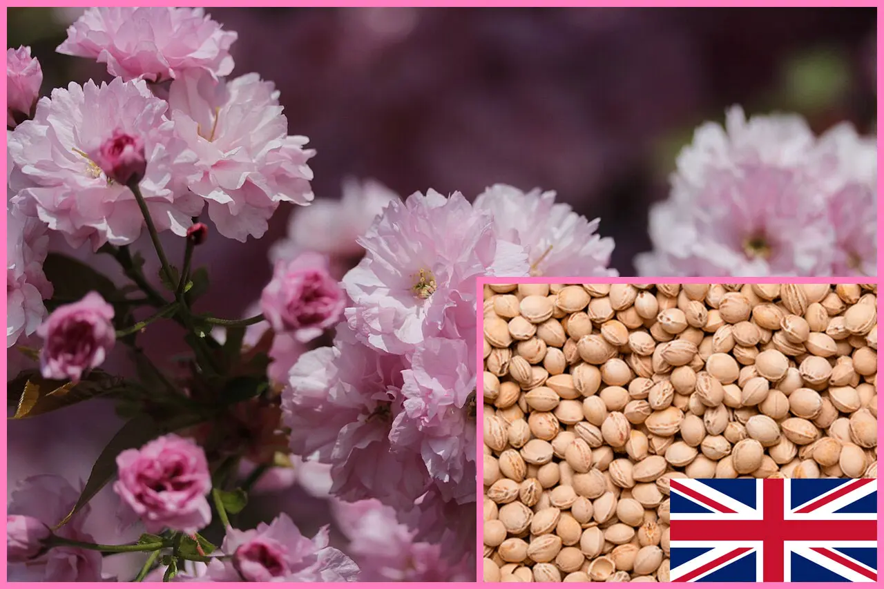 Japanese Cherry Blossom Tree Seeds