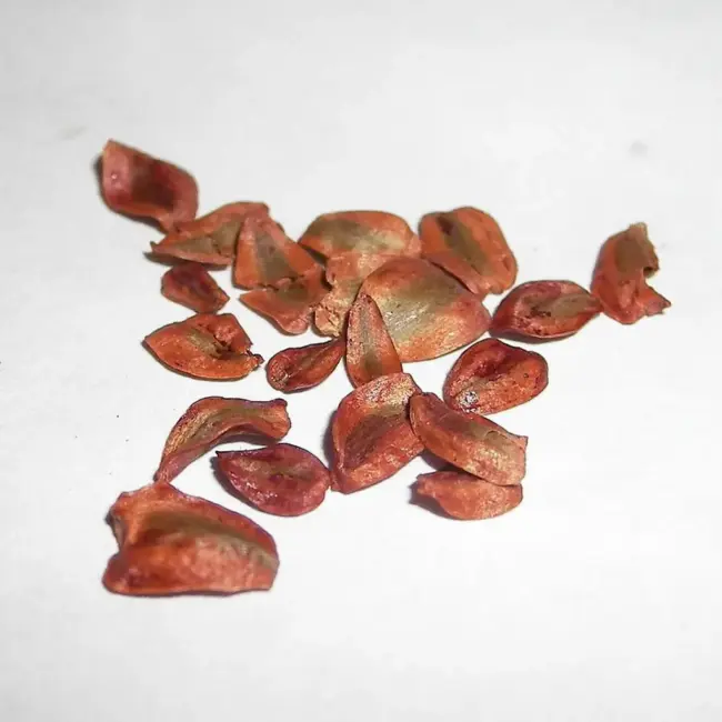 Coast Redwood Tree Seeds (Sequoia sempervirens)