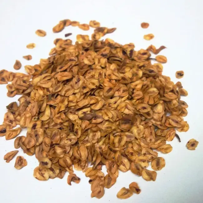 Dawn Redwood Tree Seeds (Metasequoia glyptostroboides)