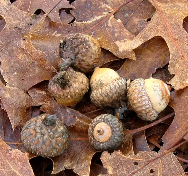 Scarlet Oak Seeds / Acorns - Image 9