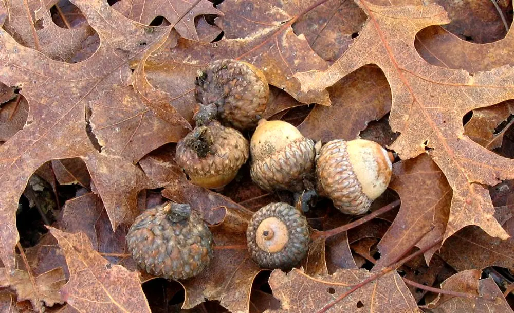 Scarlet Oak Seeds / Acorns - Image 8