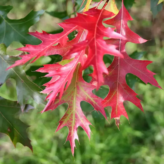 Scarlet Oak Seeds / Acorns - Image 5