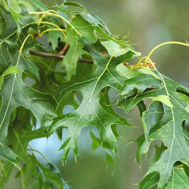 Scarlet Oak Seeds / Acorns - Image 6