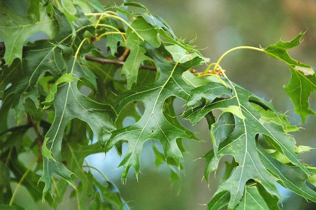 Scarlet Oak Seeds / Acorns - Image 5