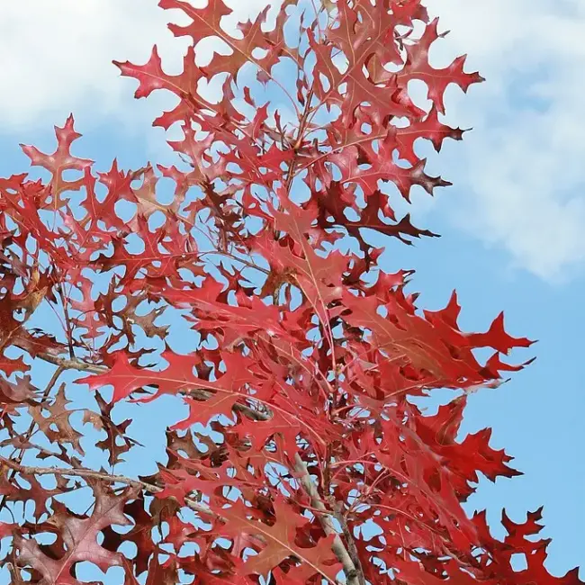 Scarlet Oak Seeds / Acorns - Image 7