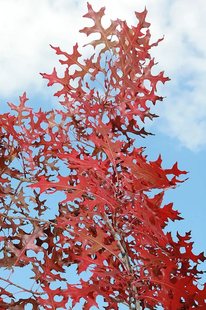 Scarlet Oak Seeds / Acorns - Image 6