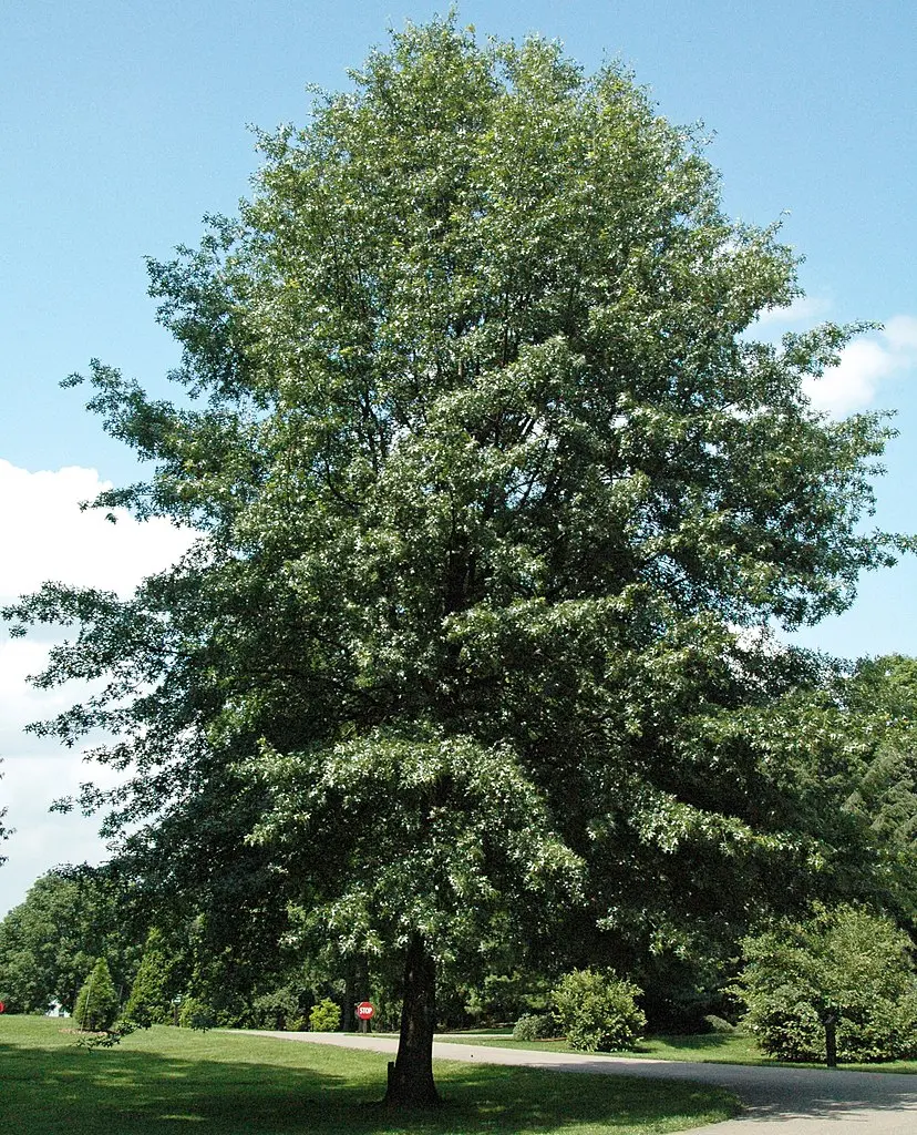 Scarlet Oak Seeds / Acorns - Image 7
